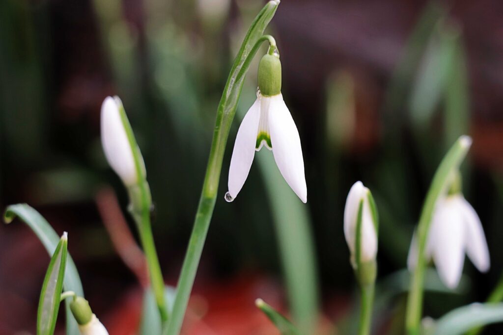 Schneegöckchen