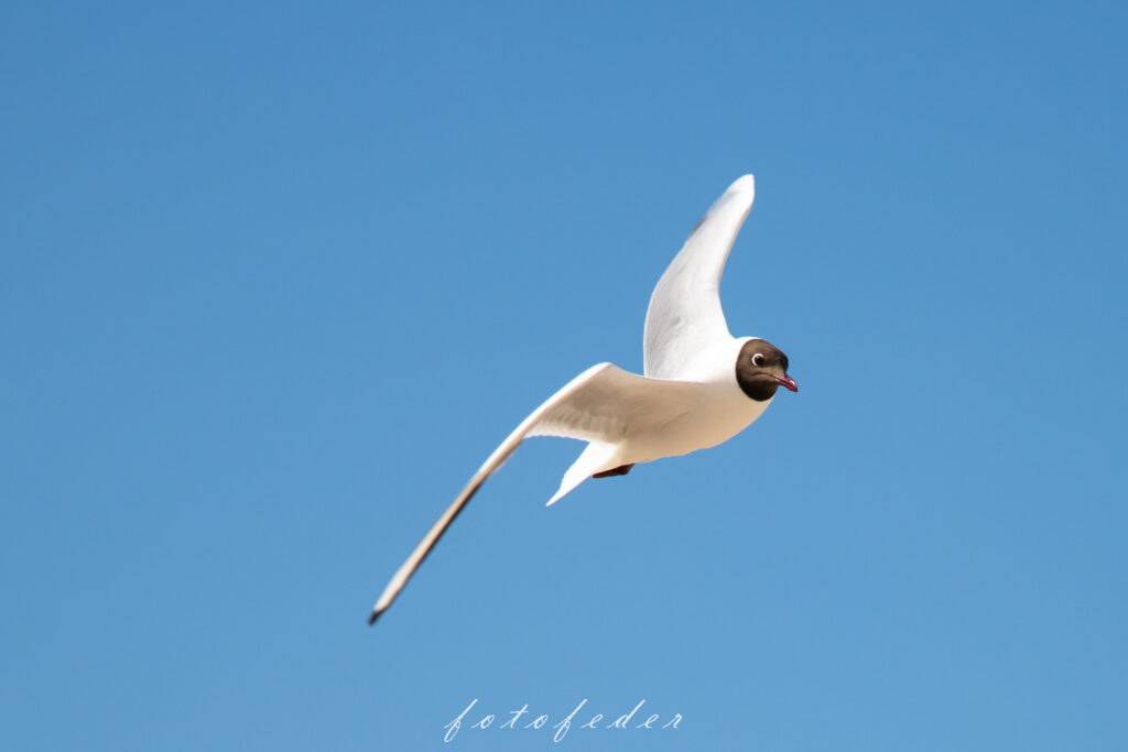 Nordsee - Lachmöve am blauen Himmel im Flug