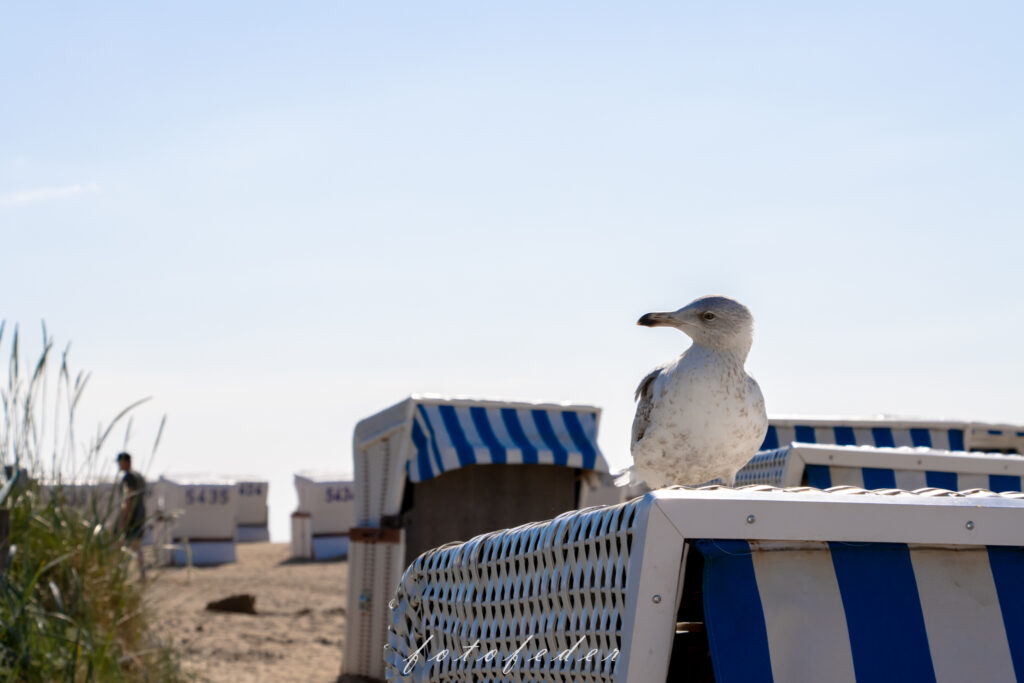 Möve sitzt auf Strandkorb