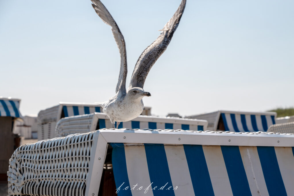 Nordsee - Möve im Abflug vom Strandkorb