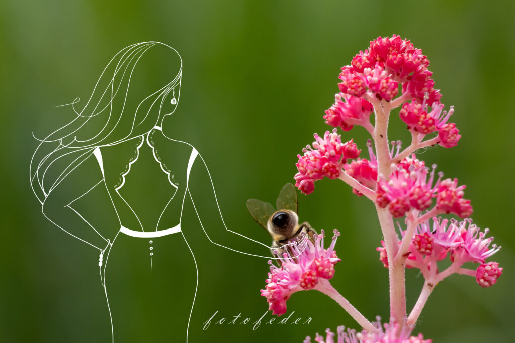 Mädchen und Biene auf einer Blume von Hinten bertachtet