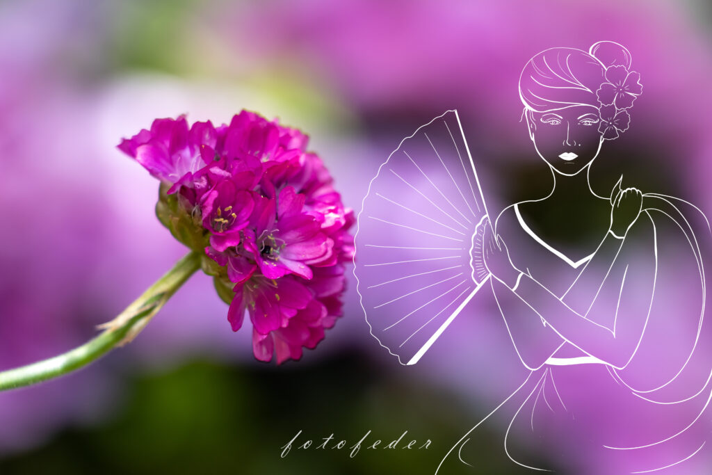 Pinke Blume, daneben steht eine Flamencotänzerin mit einem Fächer in Form der Blume