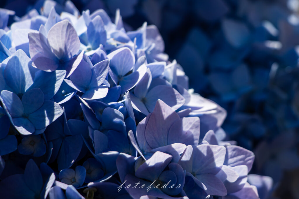 Hortensie in Blau von der Sonne beleuchtet