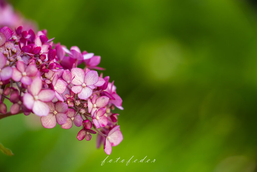 Schneeballhortensie in Pink