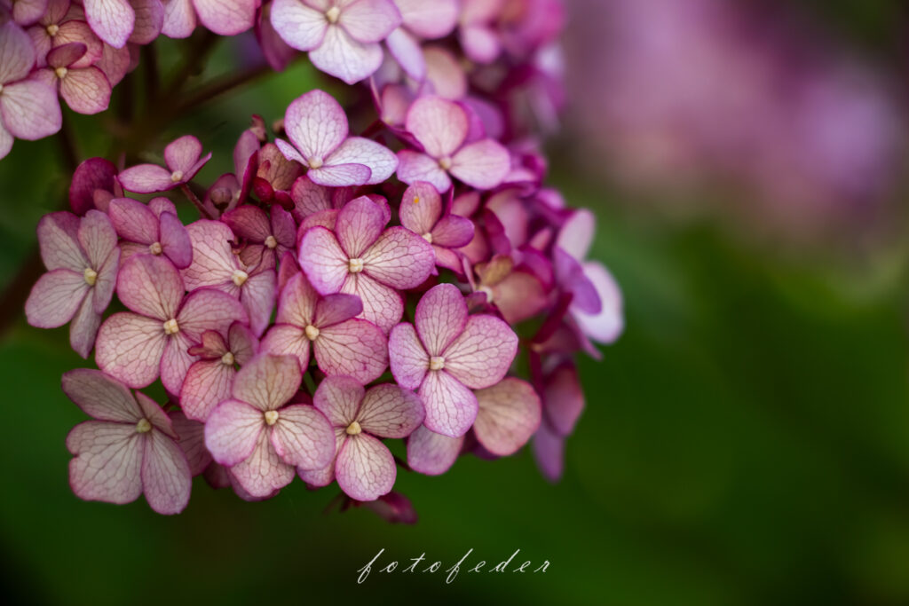 Schneeballhortensie in Pink vor grünem Hintergrund