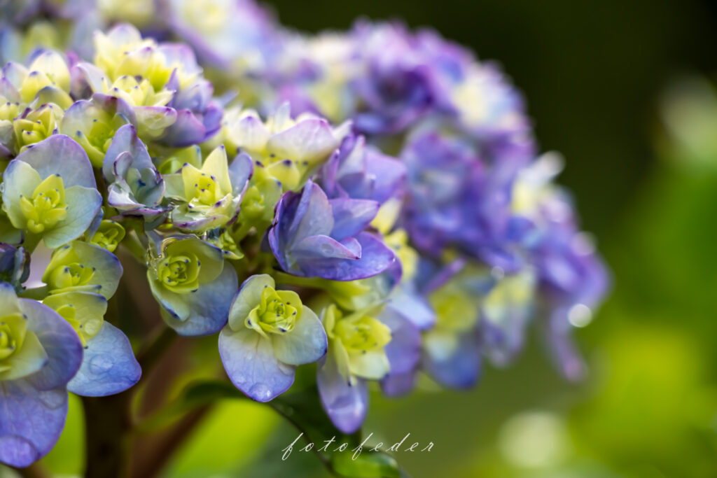 Hortensie in Lila Grün