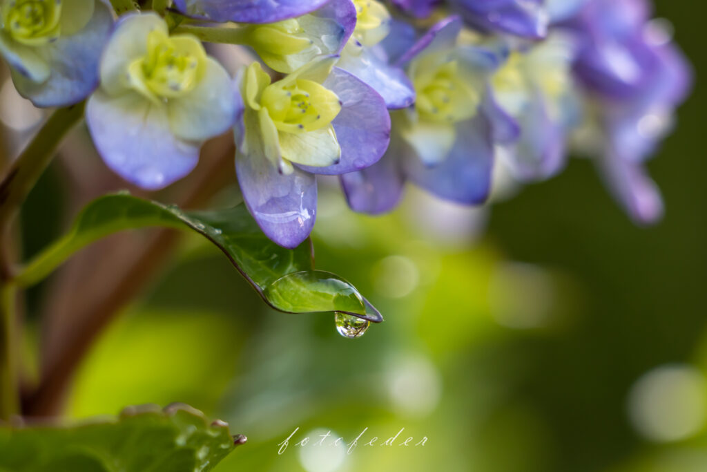 Hortensie in Lila Grün - herabfallender Tropfen am Blatt