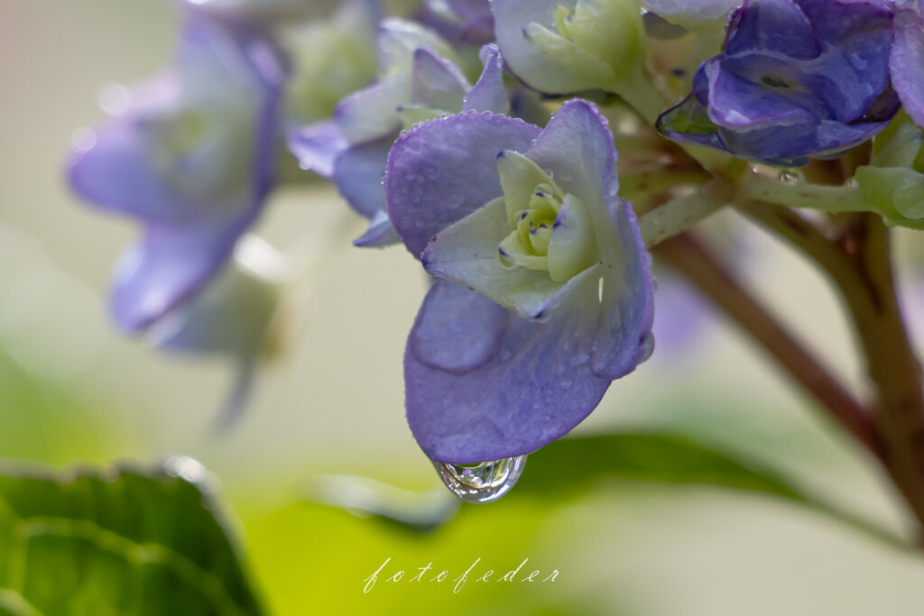 Hortensie in Lila Grün - Nasse Blüte