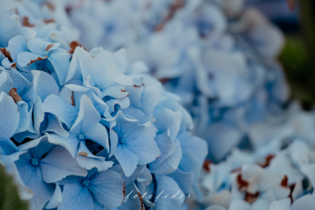 Hortensie in Hellblau