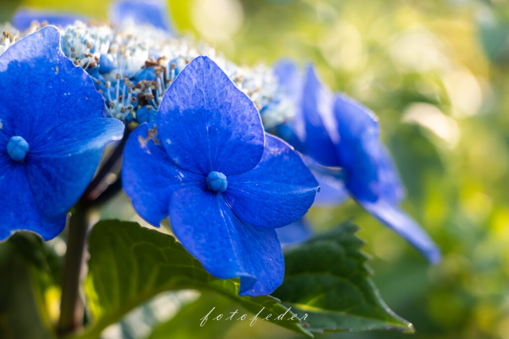 Hortensie in Blau bei Abendsonne