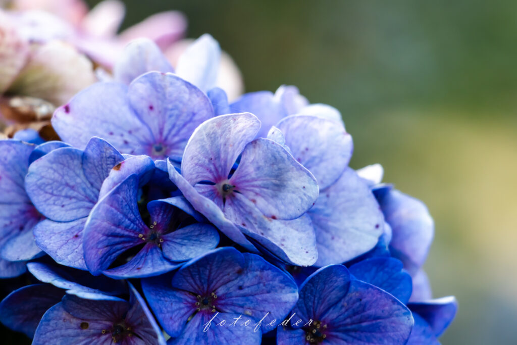 Hortensie in Blau - Rasa