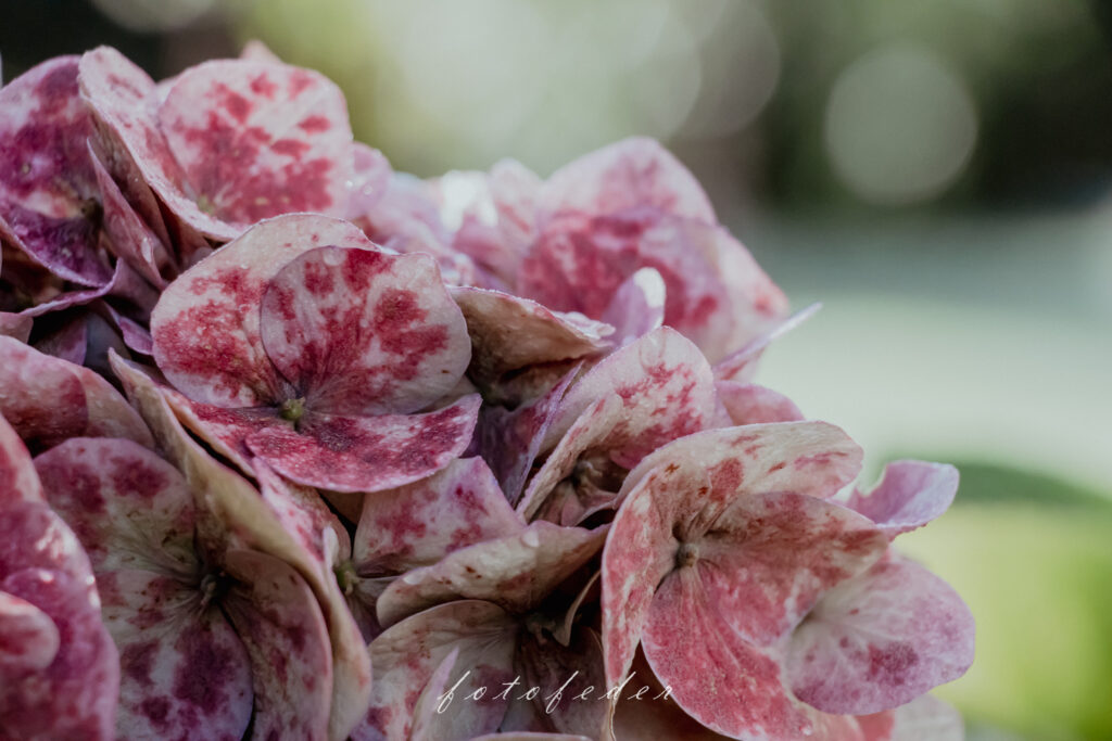 Hortensie in Rosa-Pink gesprenkelt