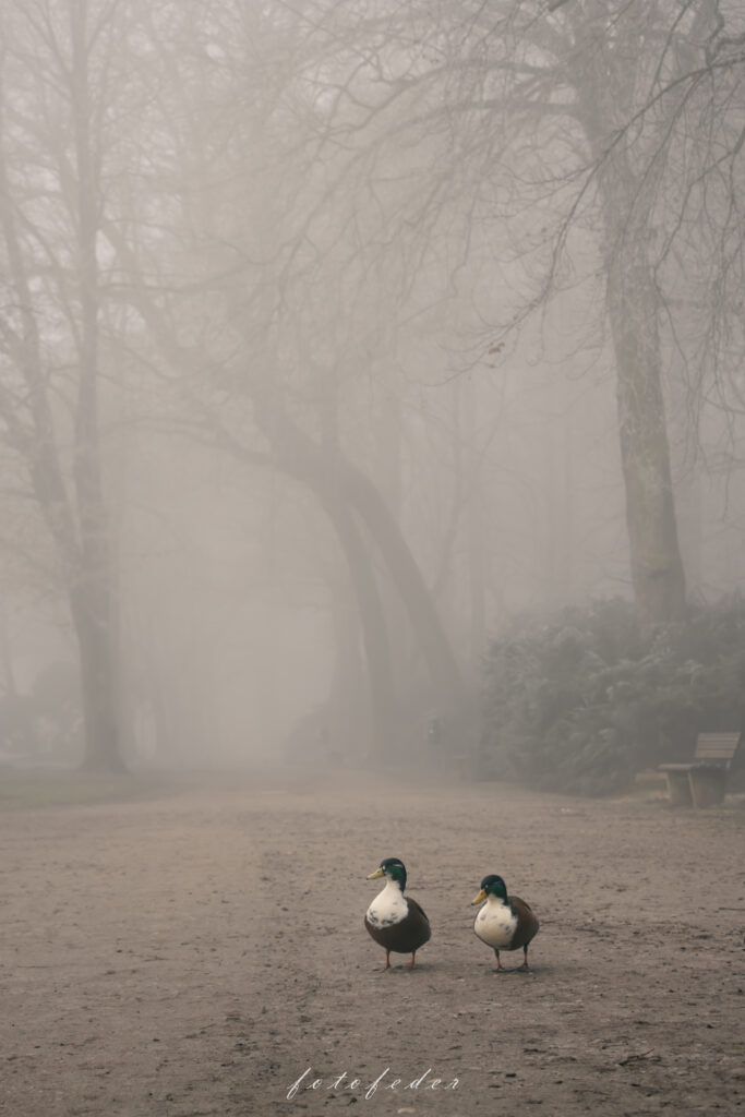 Zwei Enten spazieren im Nebel