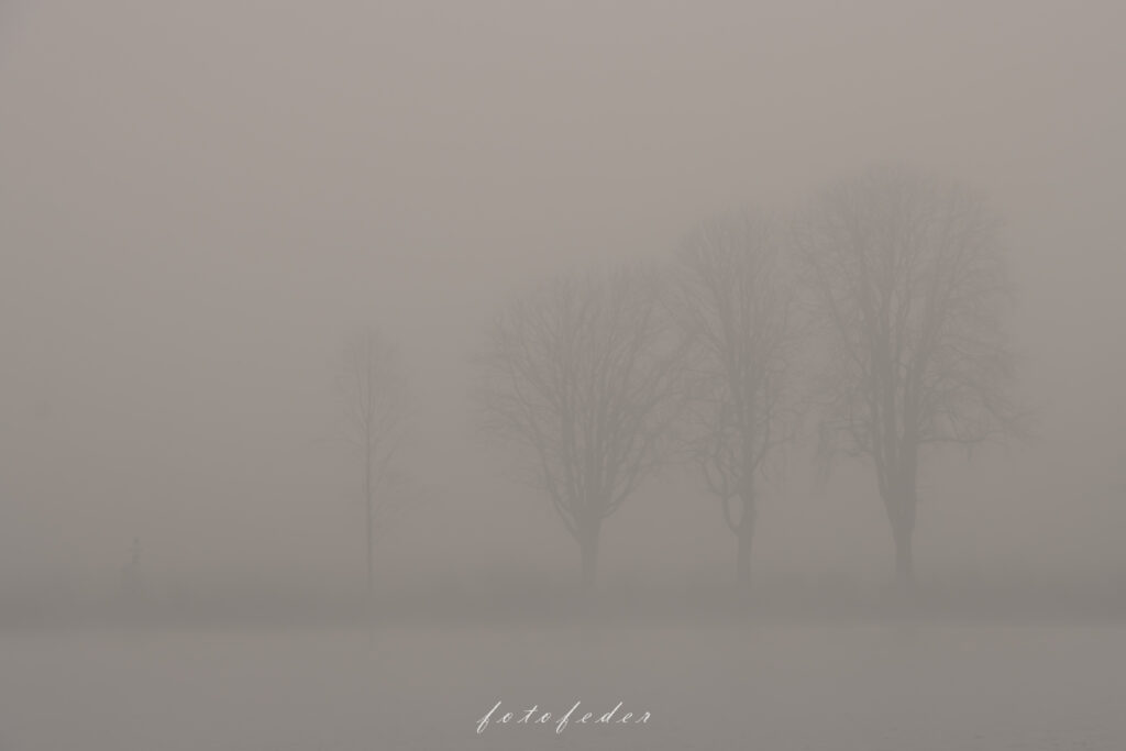 Bäume im Nebel