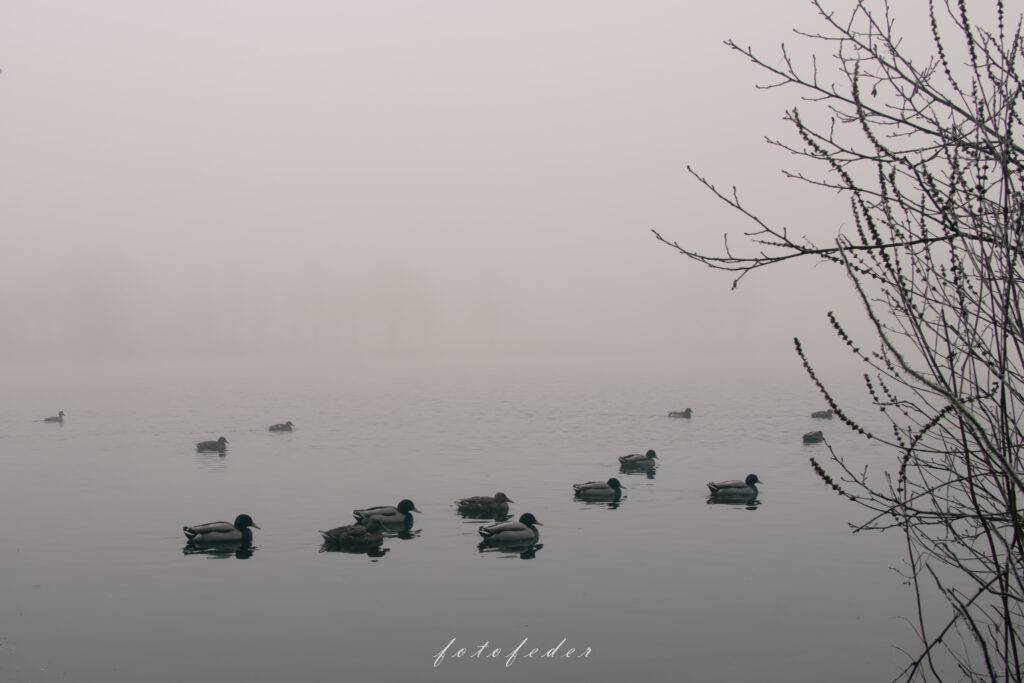 Enten auf dem See