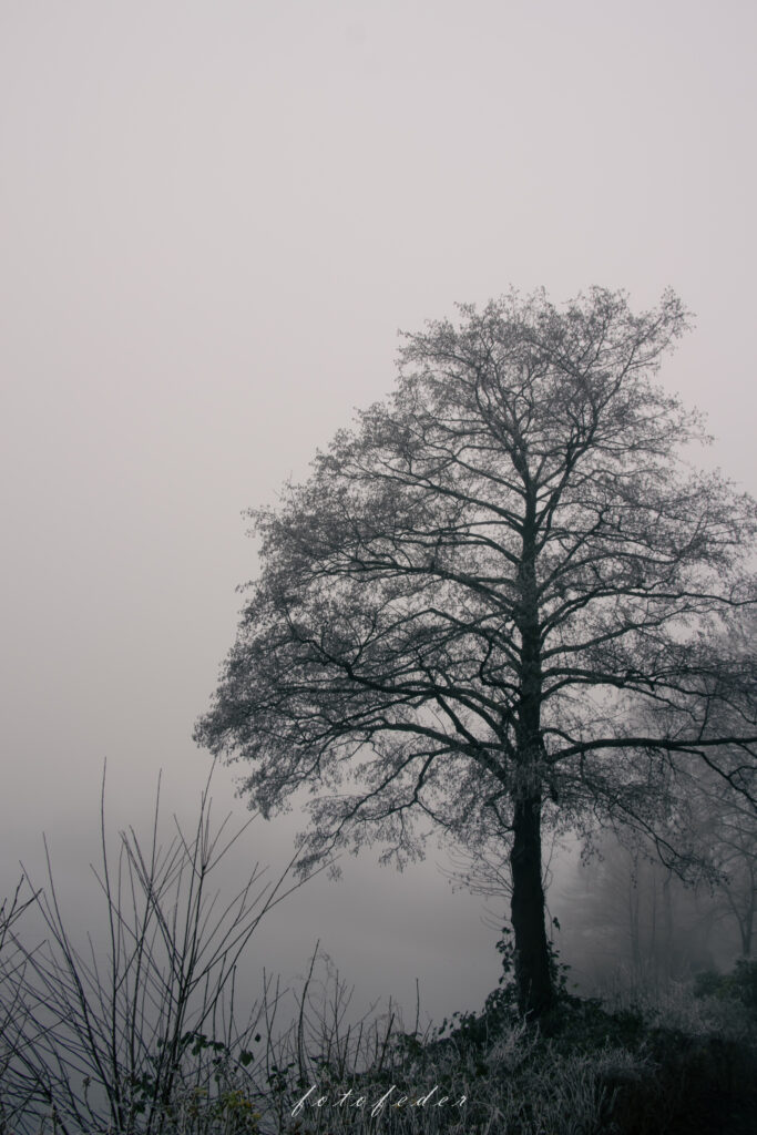 See im Nebel