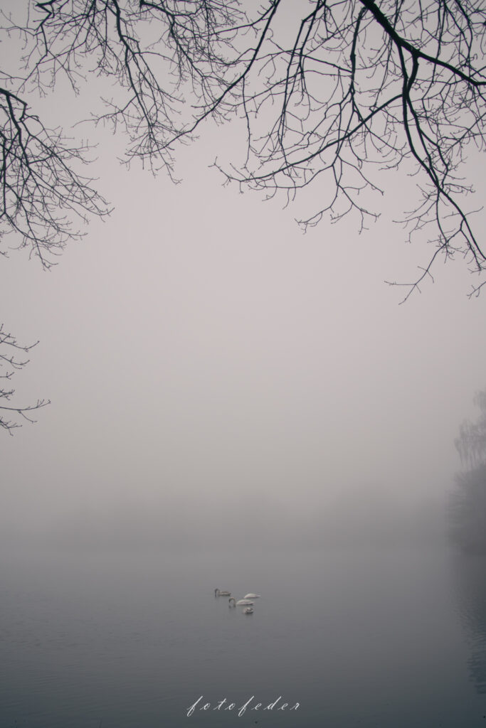 Schwäne auf einem See im dichten Nebel