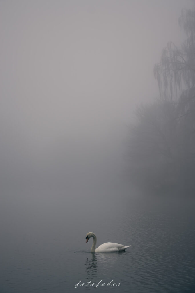 Schwan im Nebel auf einem See